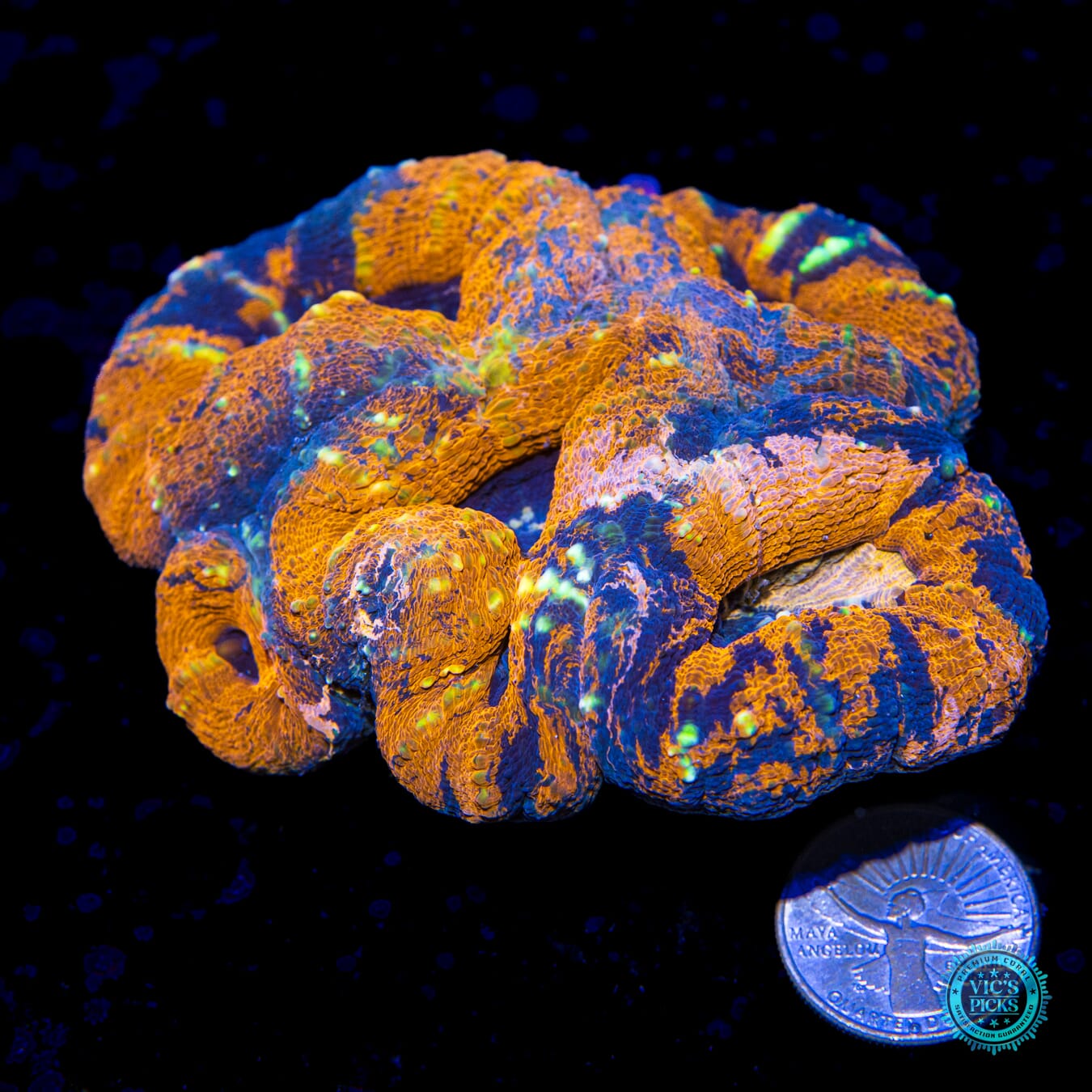 Squeezed and Scrambled Orange Crush Lobophyllia - Actinic Photo