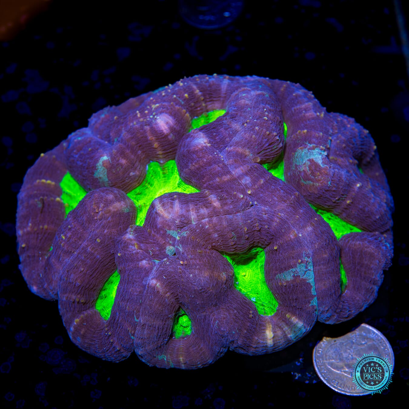 XL Barney's Brain Lobophyllia - Actinic Photo