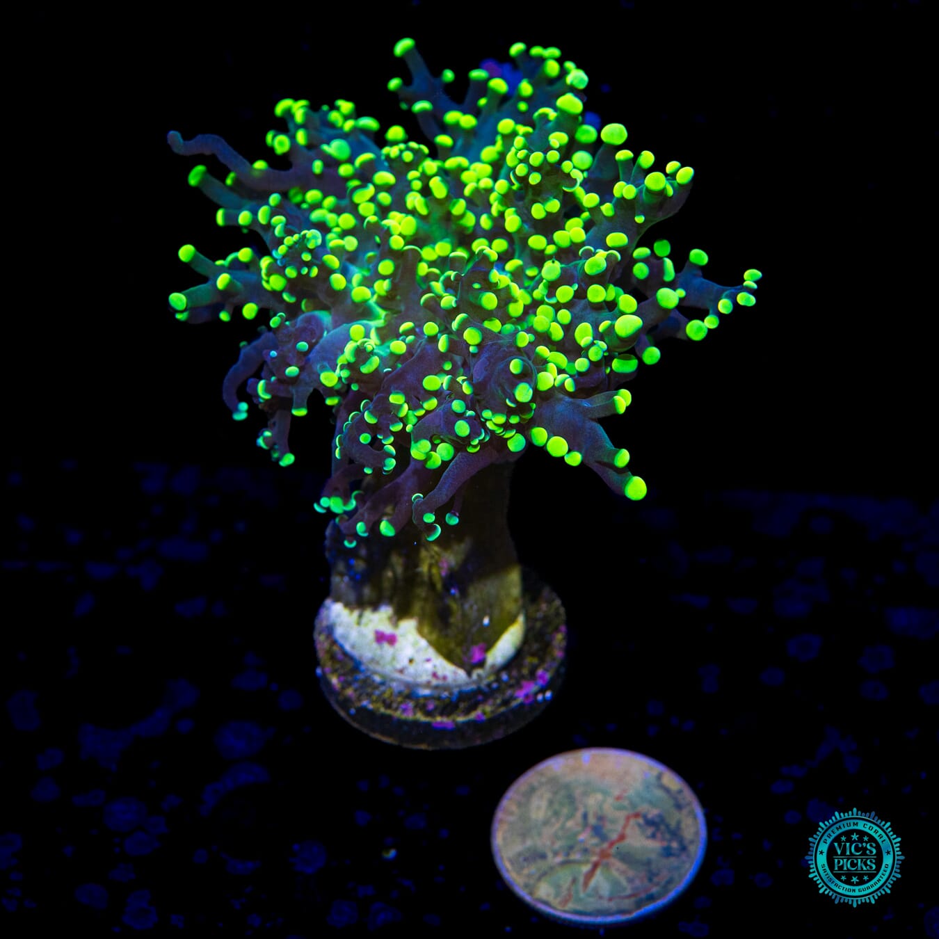 Glowbug Branching Frogspawn - Actinic Photo