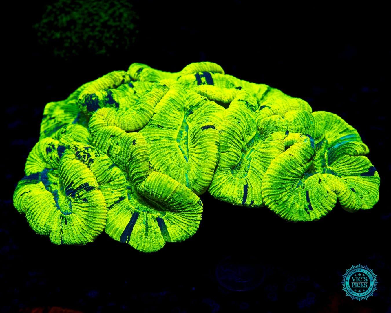 Toxic Avenger Trachyphyllia - Daylight Photo