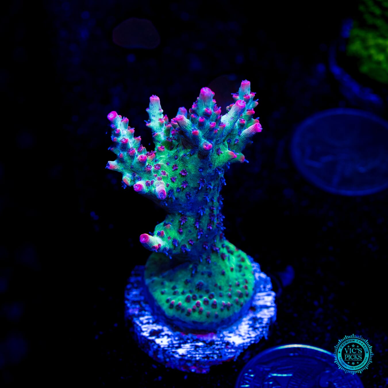 Strawberry Shortcake Acropora - Daylight Photo