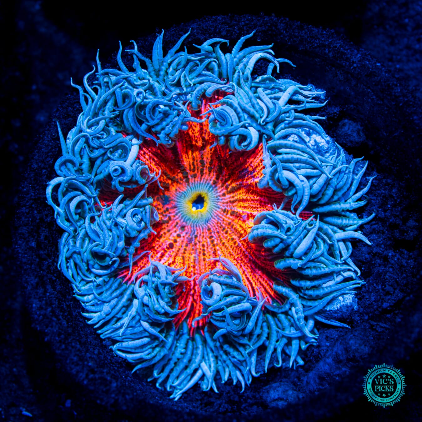 Frosted Strawberry Flower Anemone - Daylight Photo