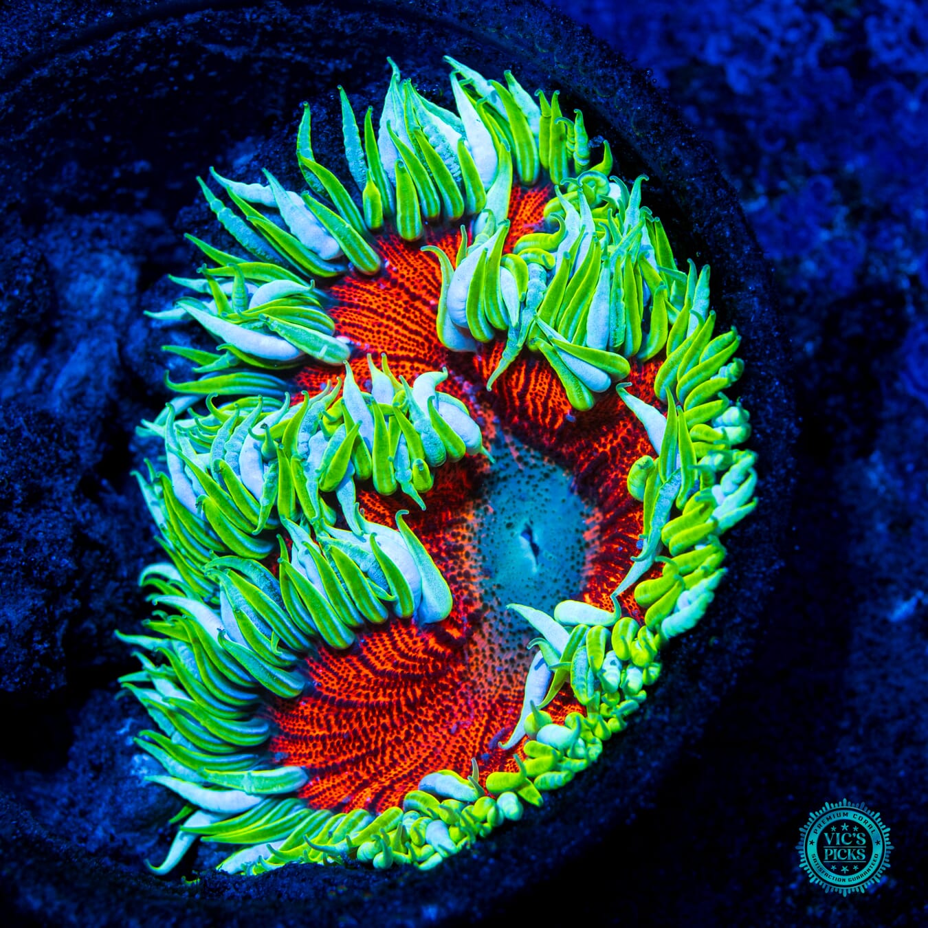 Fiery Key Lime Flower Anemone - Daylight Photo