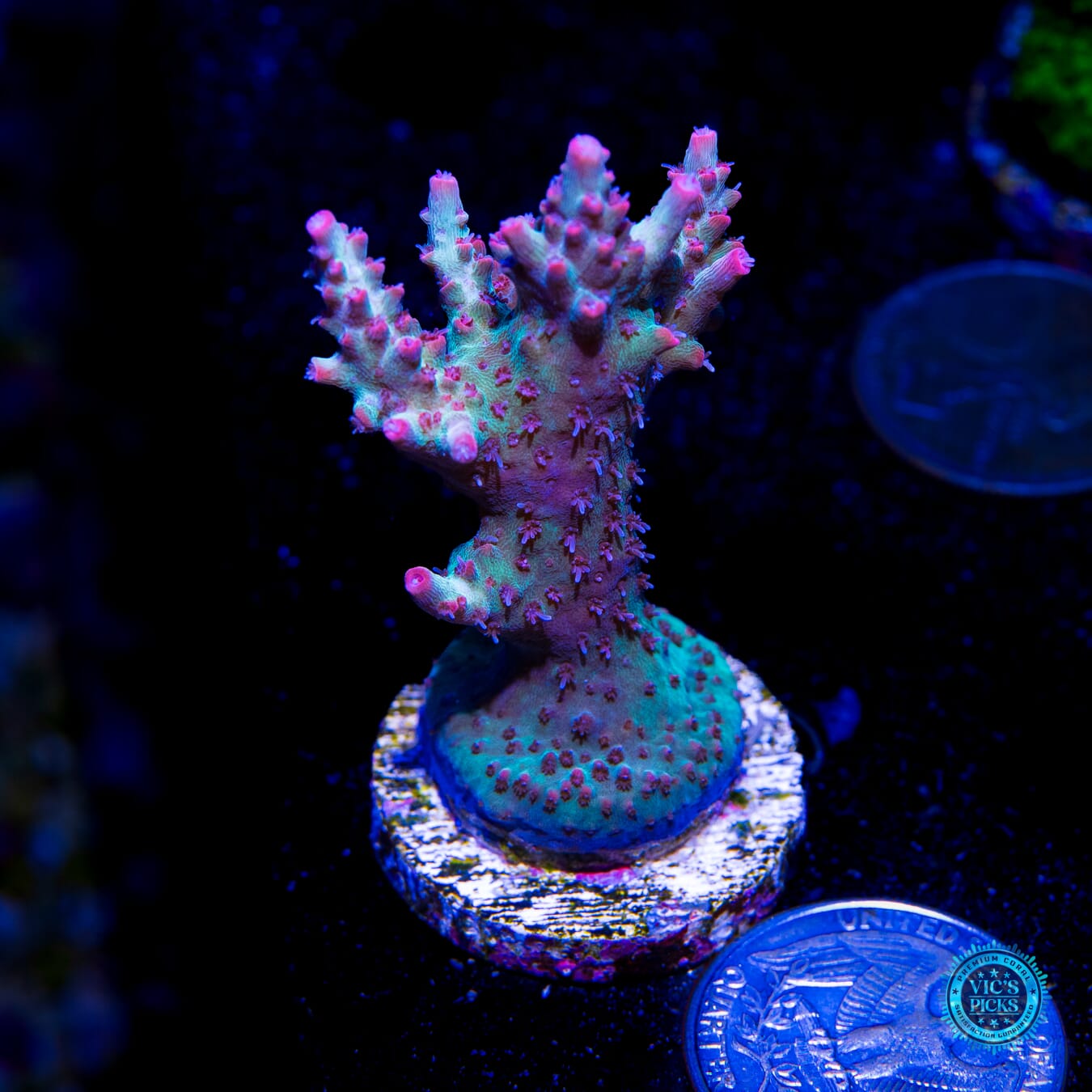 Strawberry Shortcake Acropora - Actinic Photo