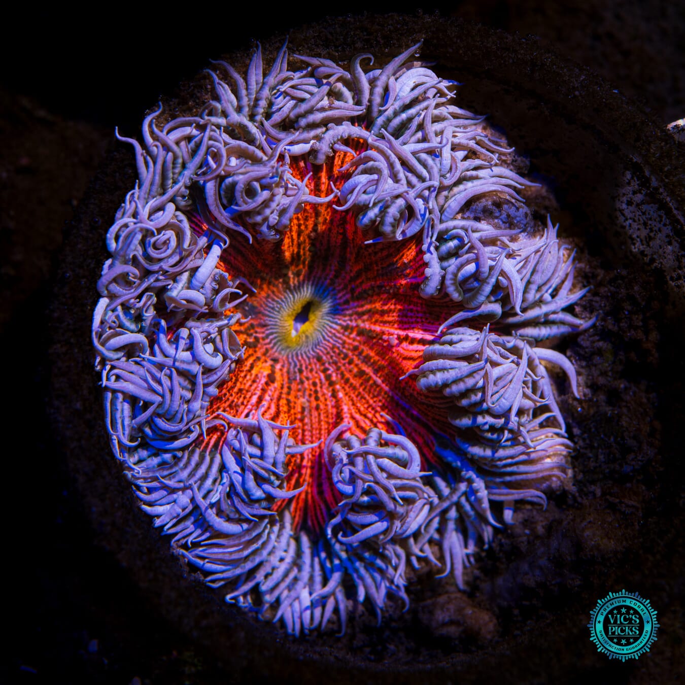 Frosted Strawberry Flower Anemone - Actinic Photo