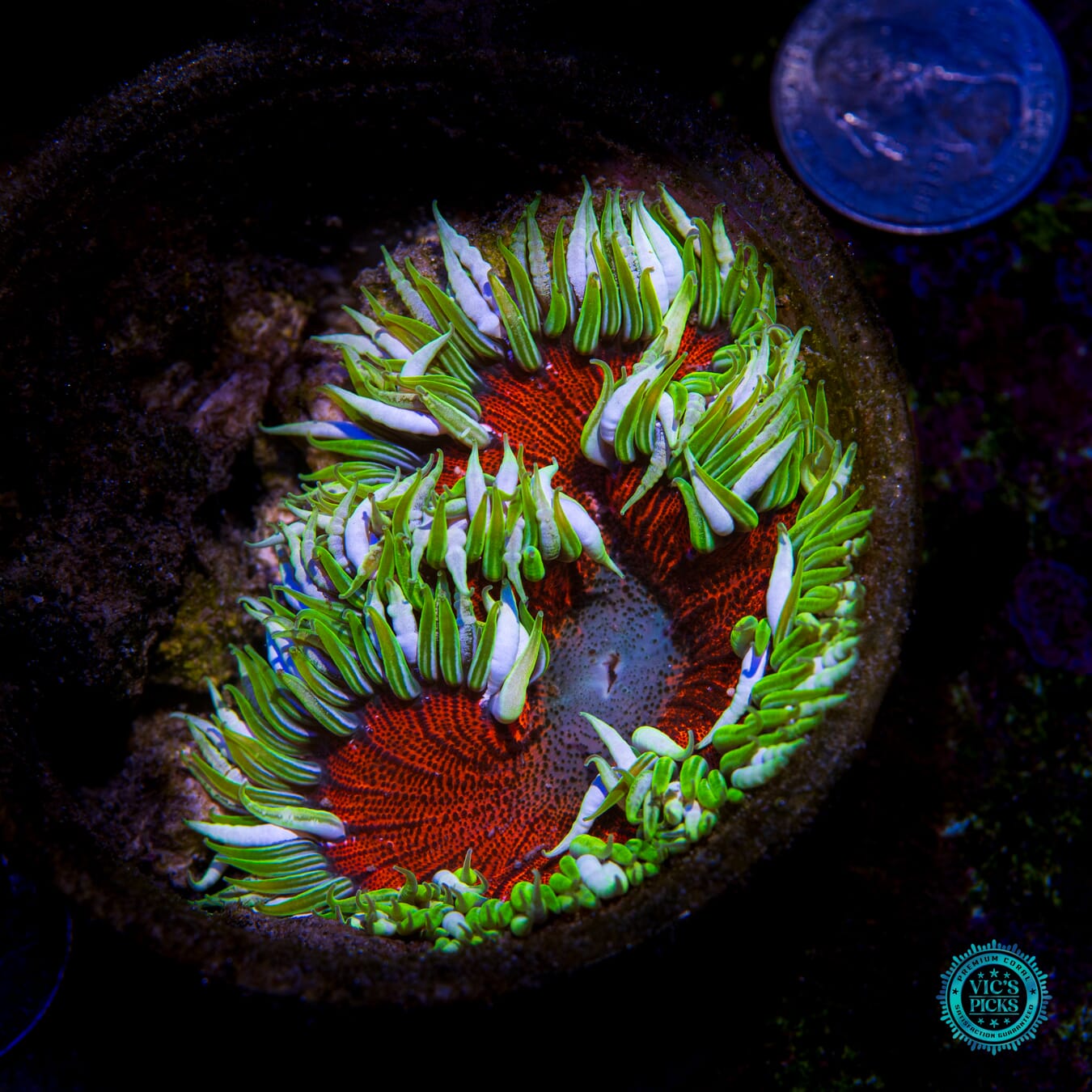 Fiery Key Lime Flower Anemone - Actinic Photo