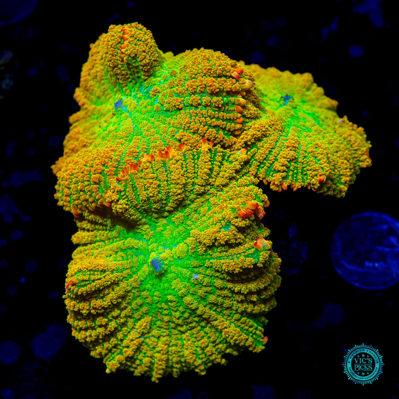 WWC Maui Zowie Rhodactis Mushroom - Daylight Photo