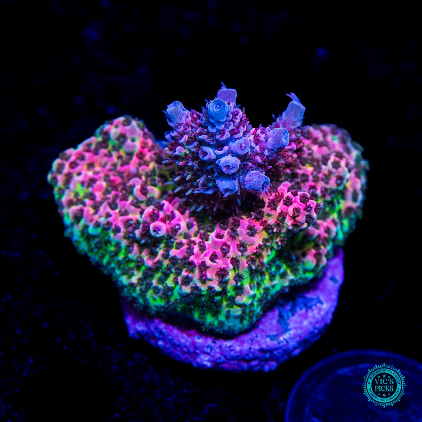 WWC Suicide Squad Acropora - Daylight Photo