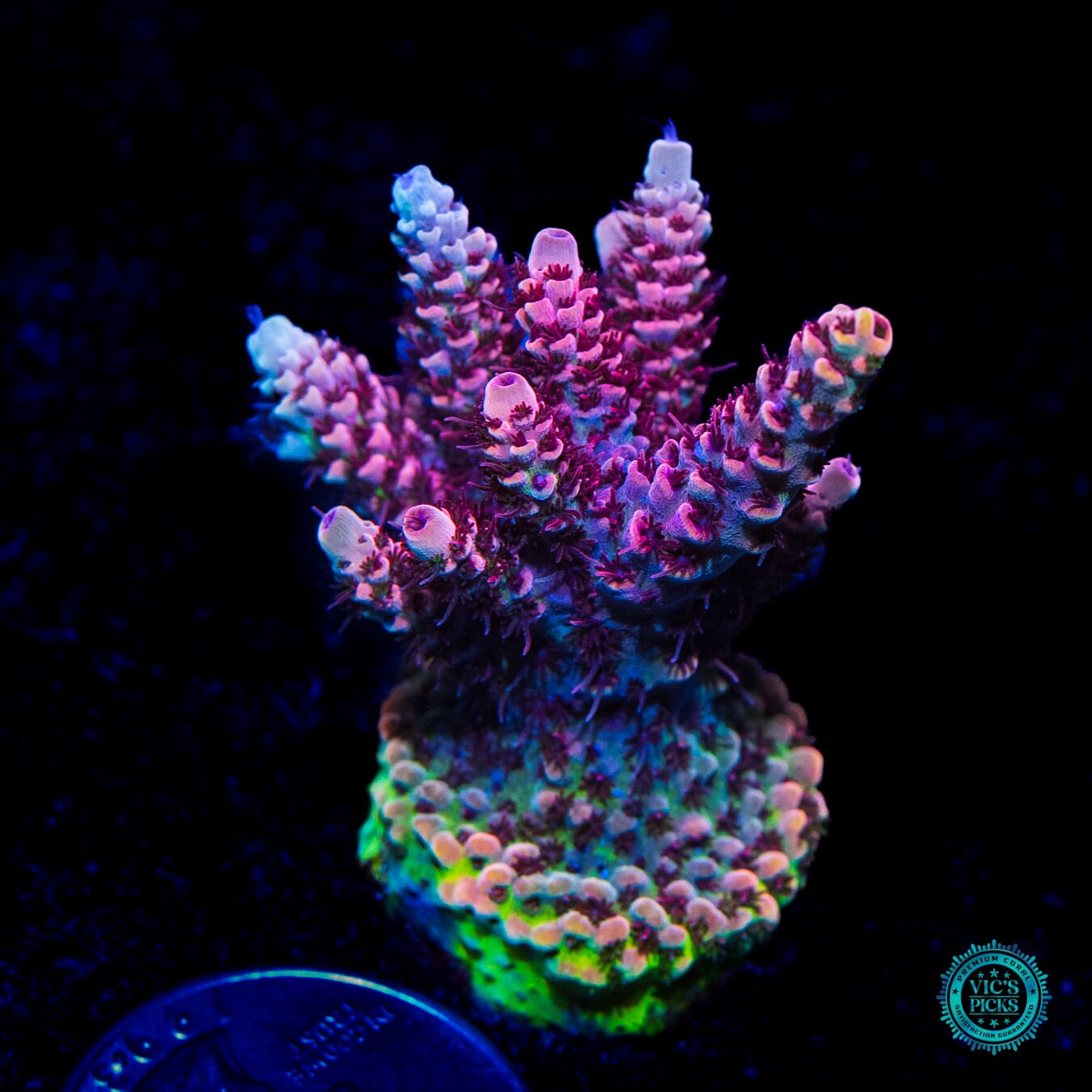 WWC Dragon Slayer Acropora - Daylight Photo