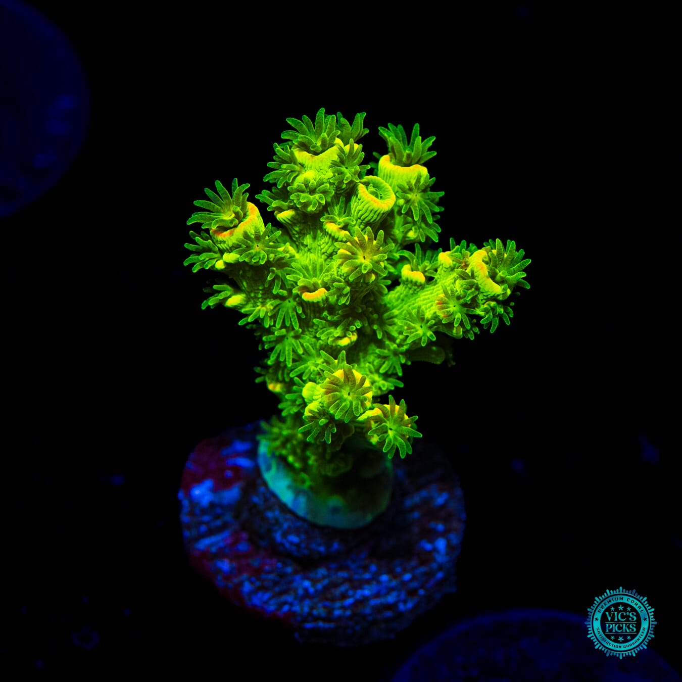 WWC Cash Me Outside Tenuis Acropora - Daylight Photo