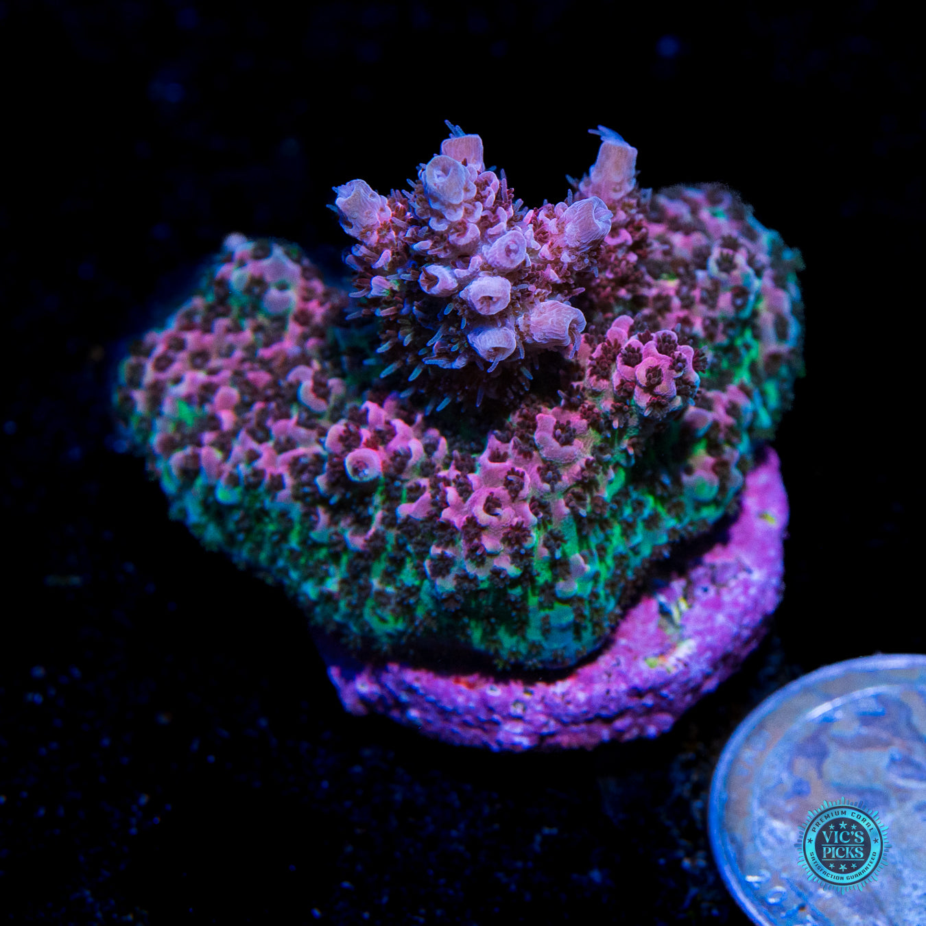 WWC Suicide Squad Acropora