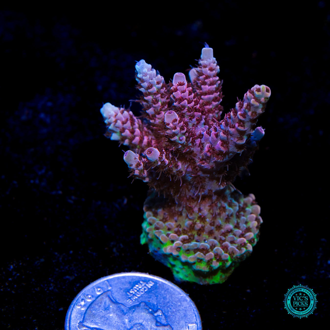 WWC Dragon Slayer Acropora