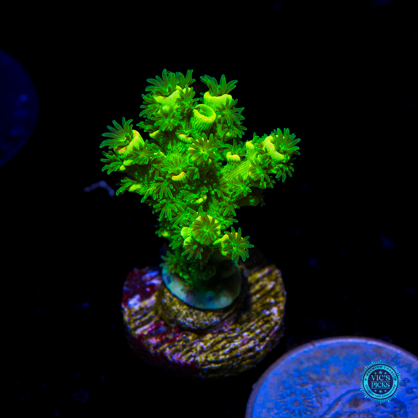 WWC Cash Me Outside Tenuis Acropora