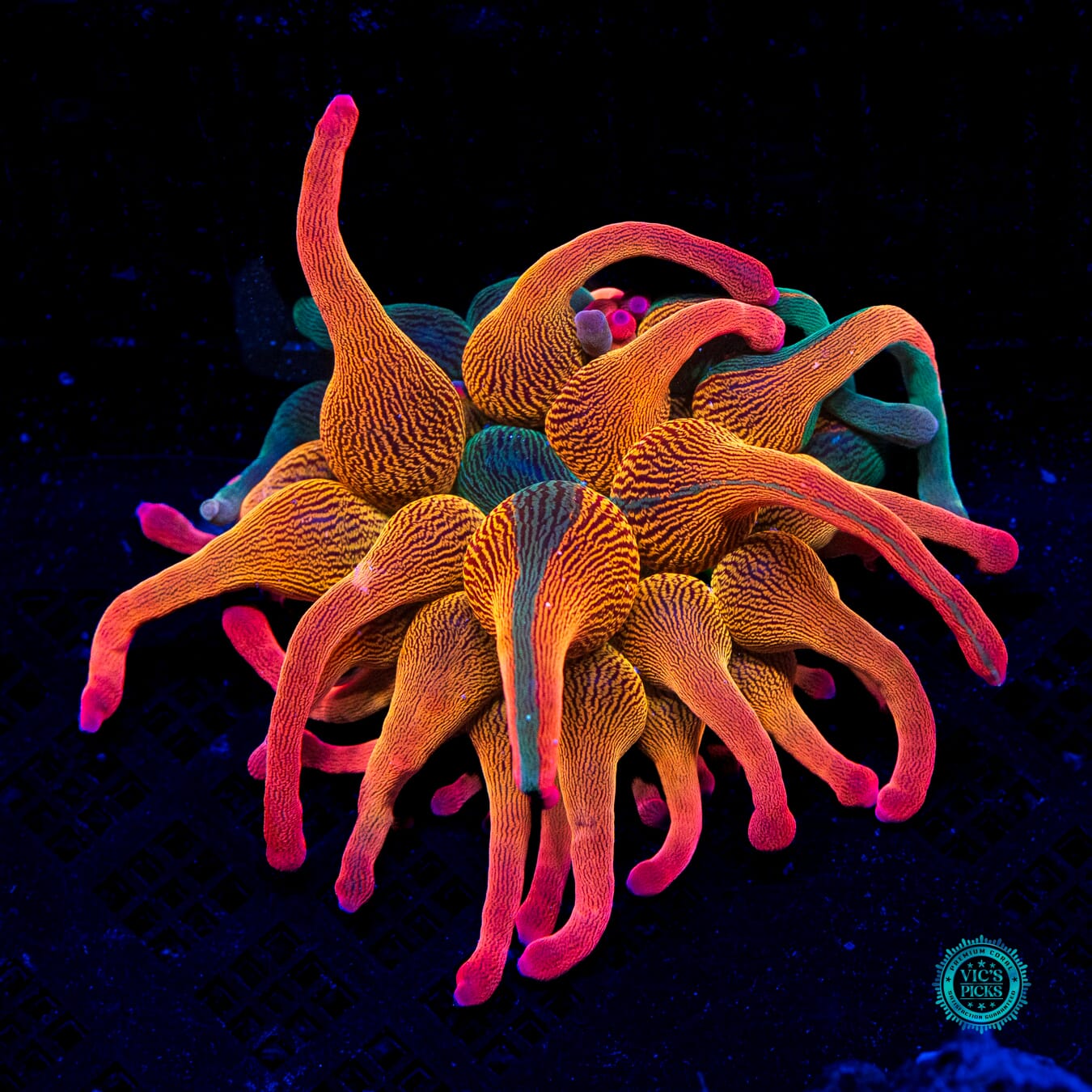 Nexus Bubble Anemone - Daylight Photo