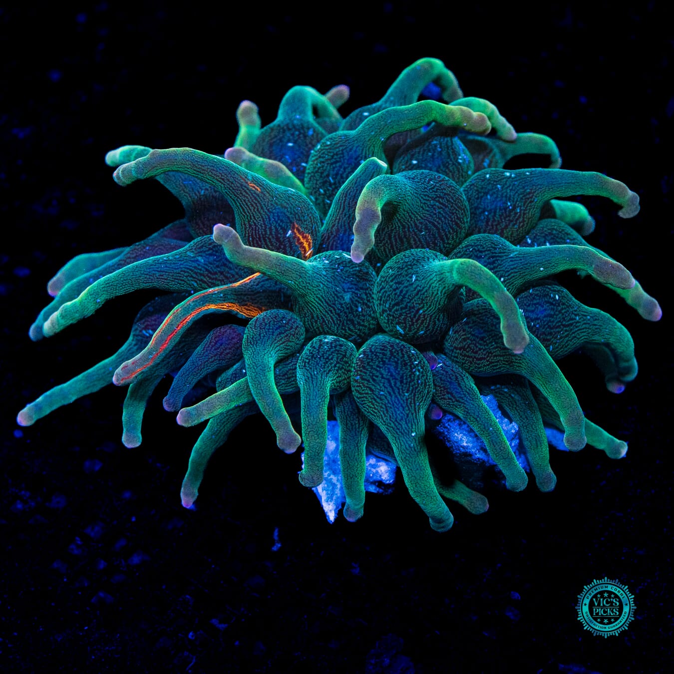 Nexus Bubble Anemone - Daylight Photo