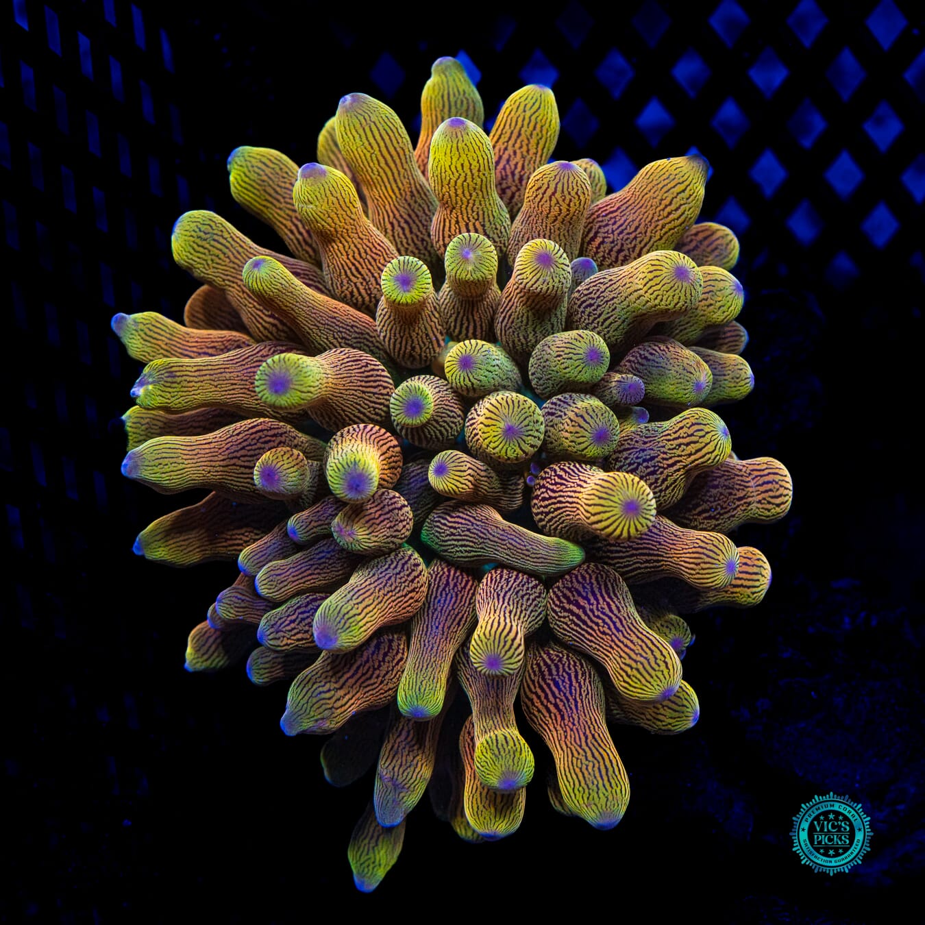 WWC Limonada Naranja Bubble Anemone - Daylight Photo