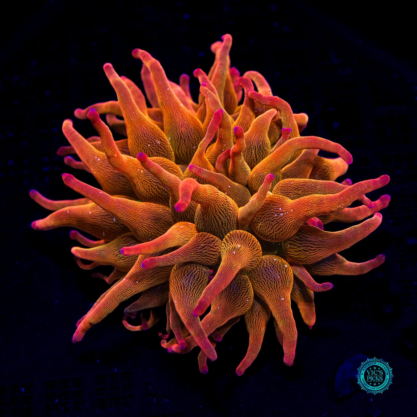 WWC Rainbow Bubble Anemone - Daylight Photo