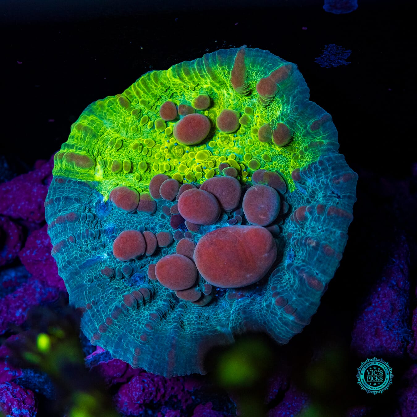 Lou's WWC Cosmic Candy Bounce Chalice - Daylight Photo