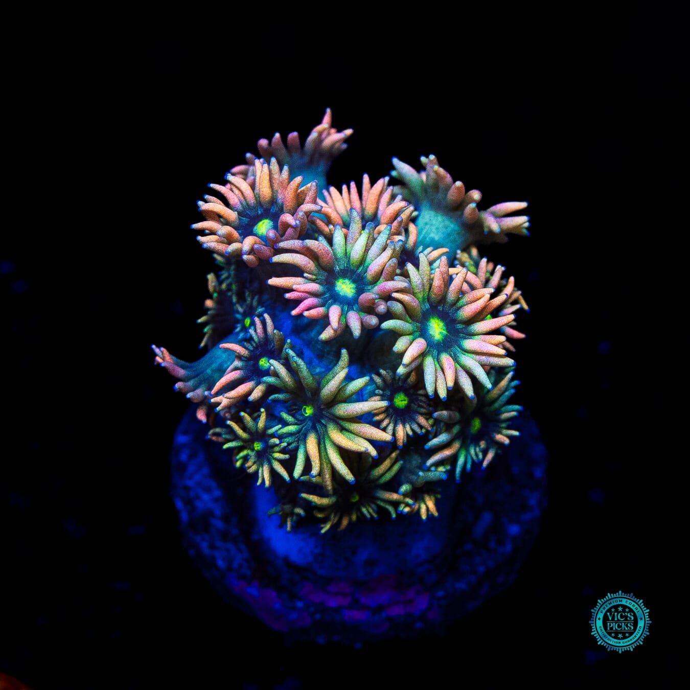 WWC Bomb Diggity Goniopora - Daylight Photo