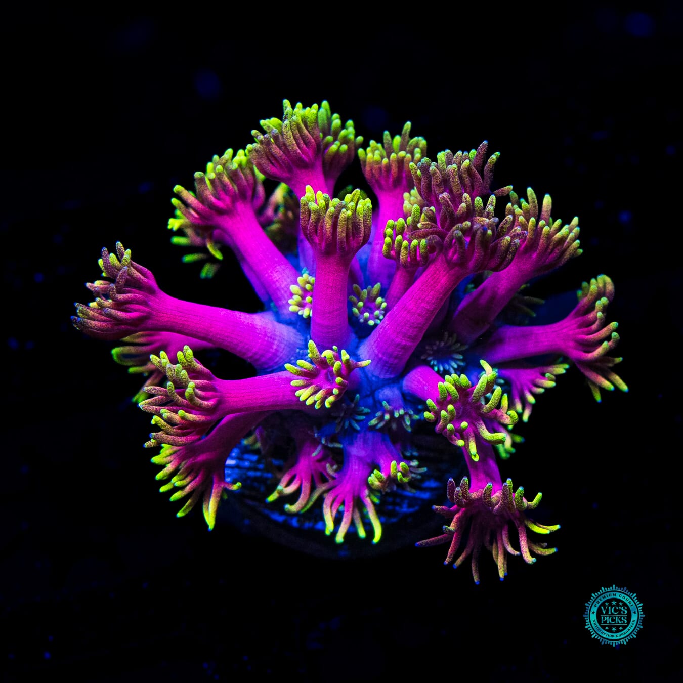 WWC Hollywood Nights Goniopora - Daylight Photo