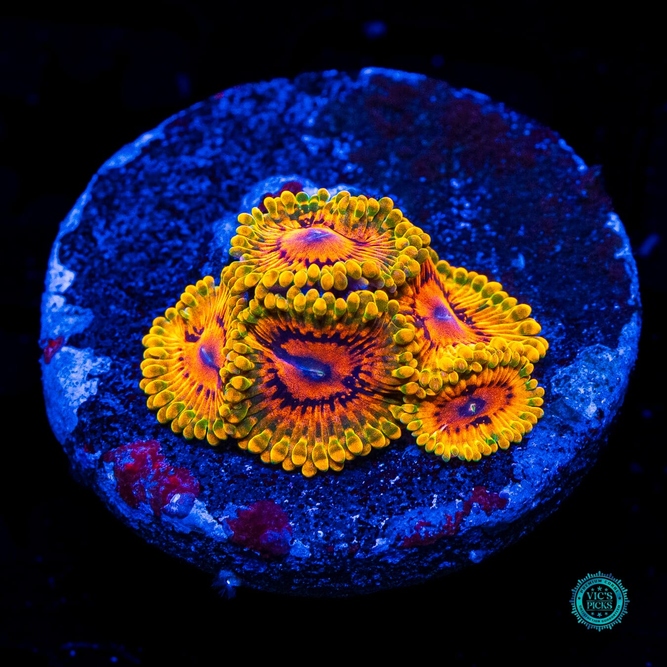 Grand Master Krakatoa Zoanthids - Daylight Photo