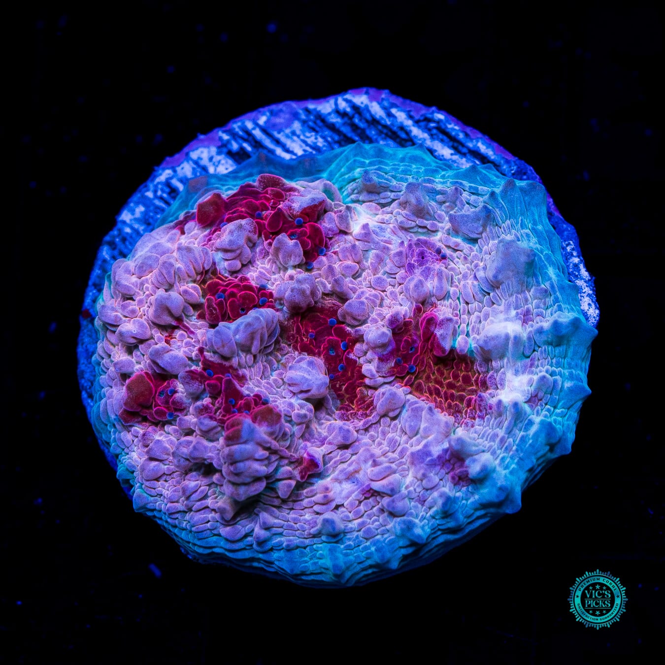 WWC Freezer Burn Bounce Chalice - Daylight Photo