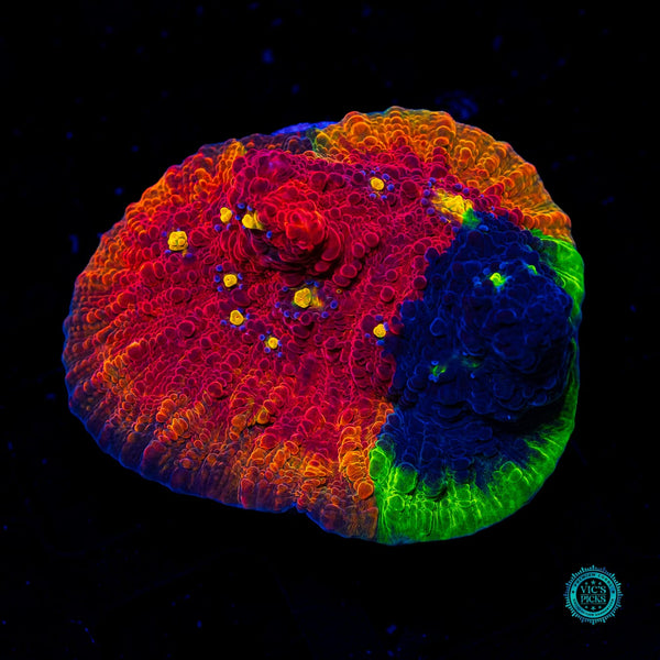 Reefco Taste of Rainbow Chalice