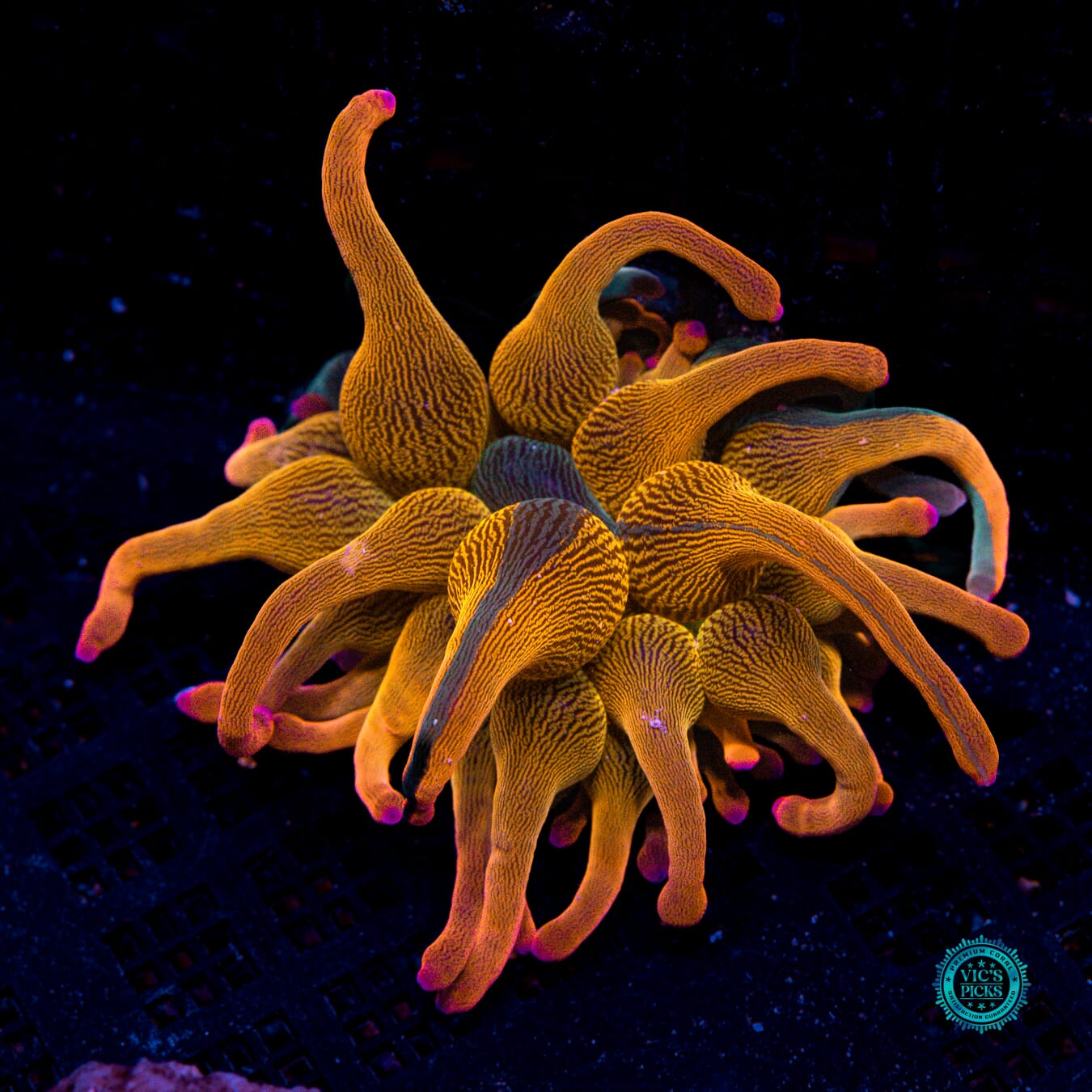 Nexus Bubble Anemone - Actinic Photo