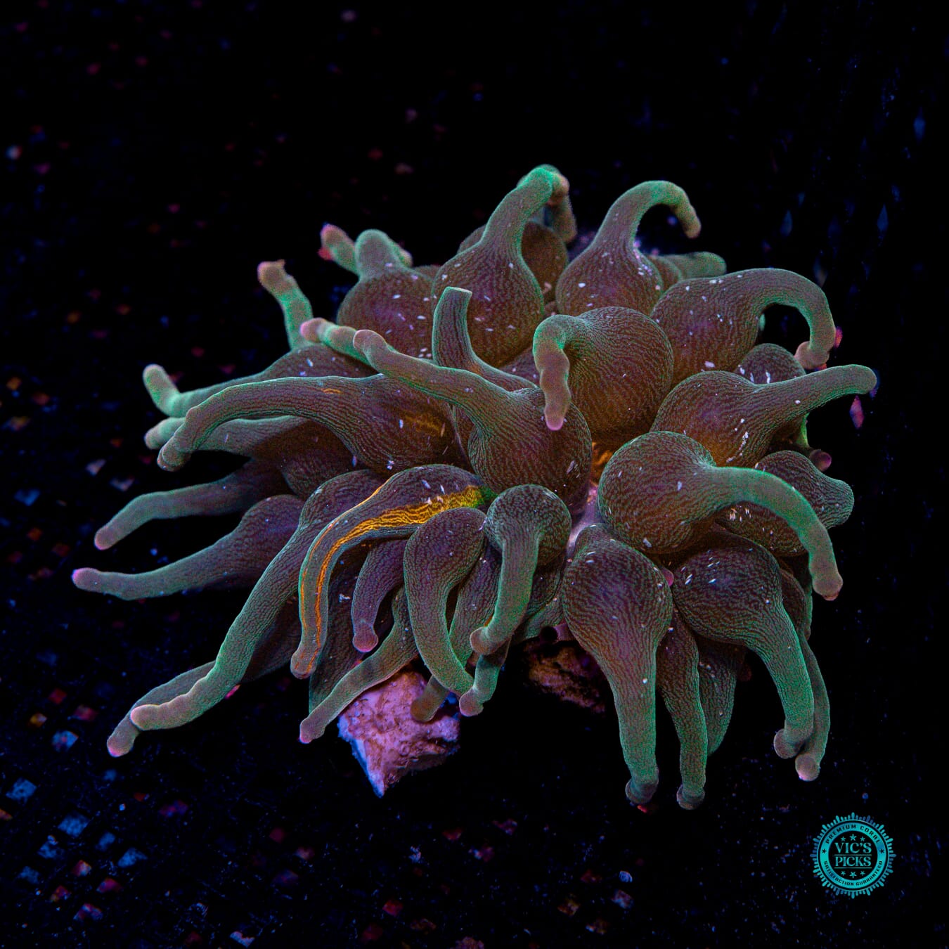 Nexus Bubble Anemone - Actinic Photo