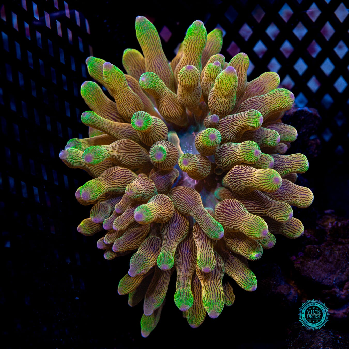 WWC Limonada Naranja Bubble Anemone - Actinic Photo
