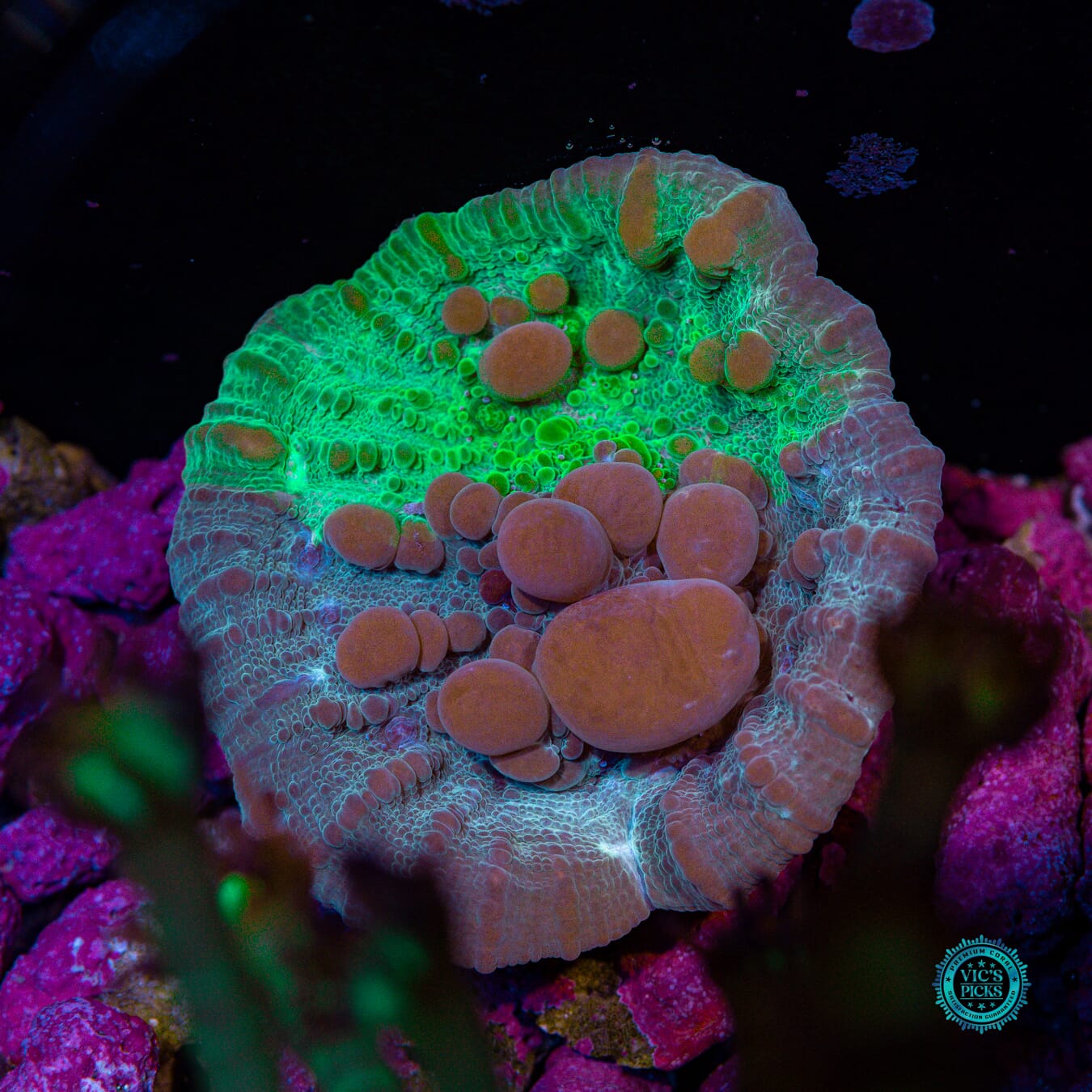 Lou's WWC Cosmic Candy Bounce Chalice - Actinic Photo