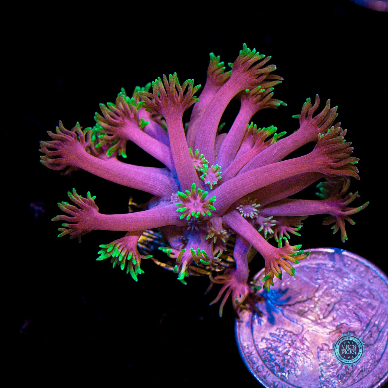 WWC Hollywood Nights Goniopora - Actinic Photo