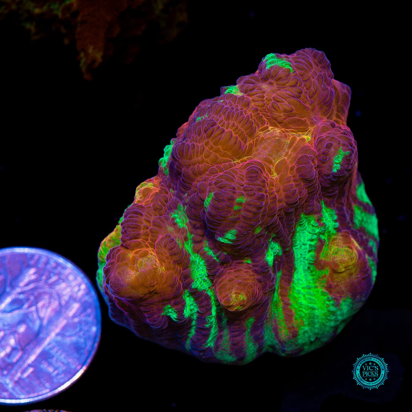 Jason Fox Chemical Reaction Chalice - Actinic Photo