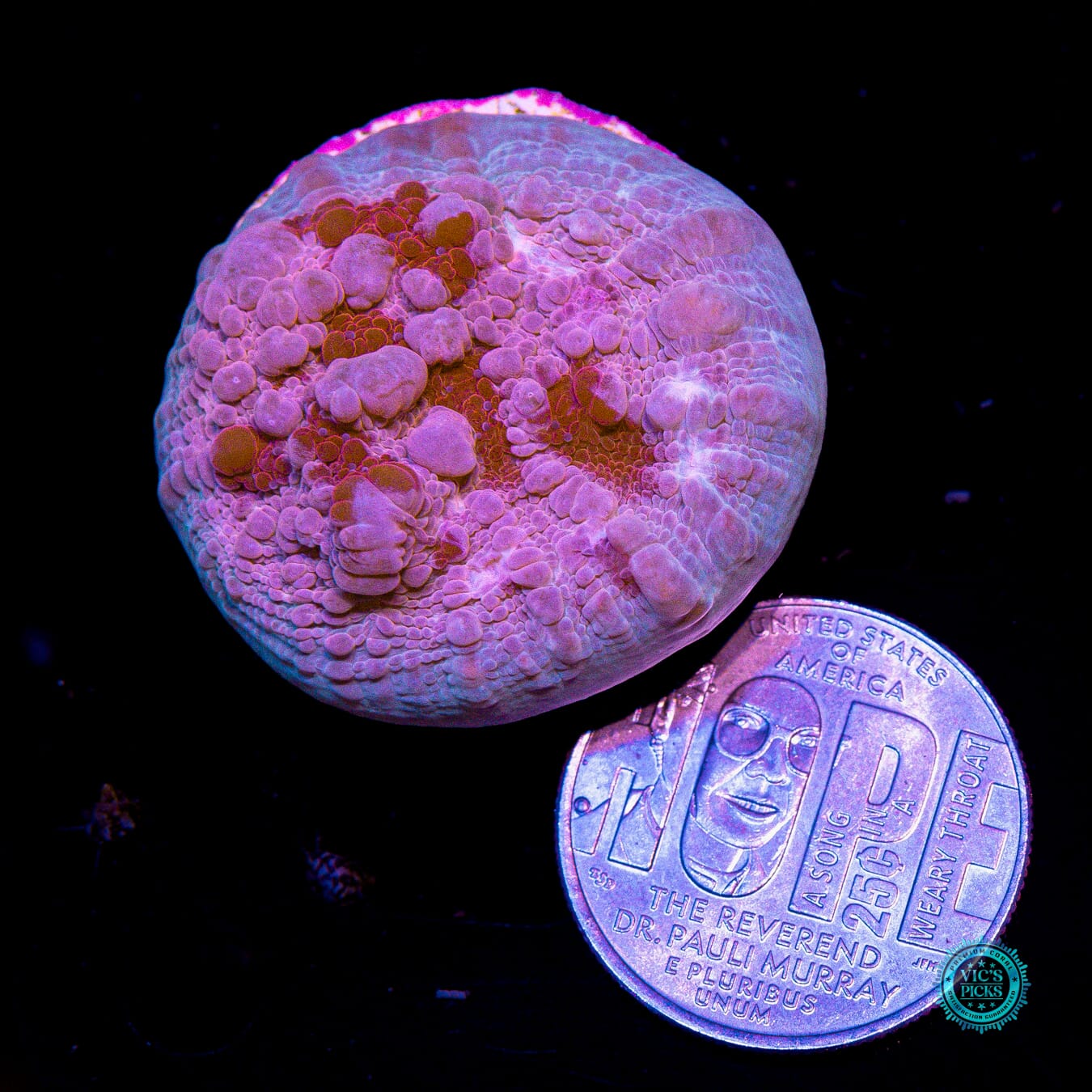 WWC Freezer Burn Bounce Chalice - Actinic Photo