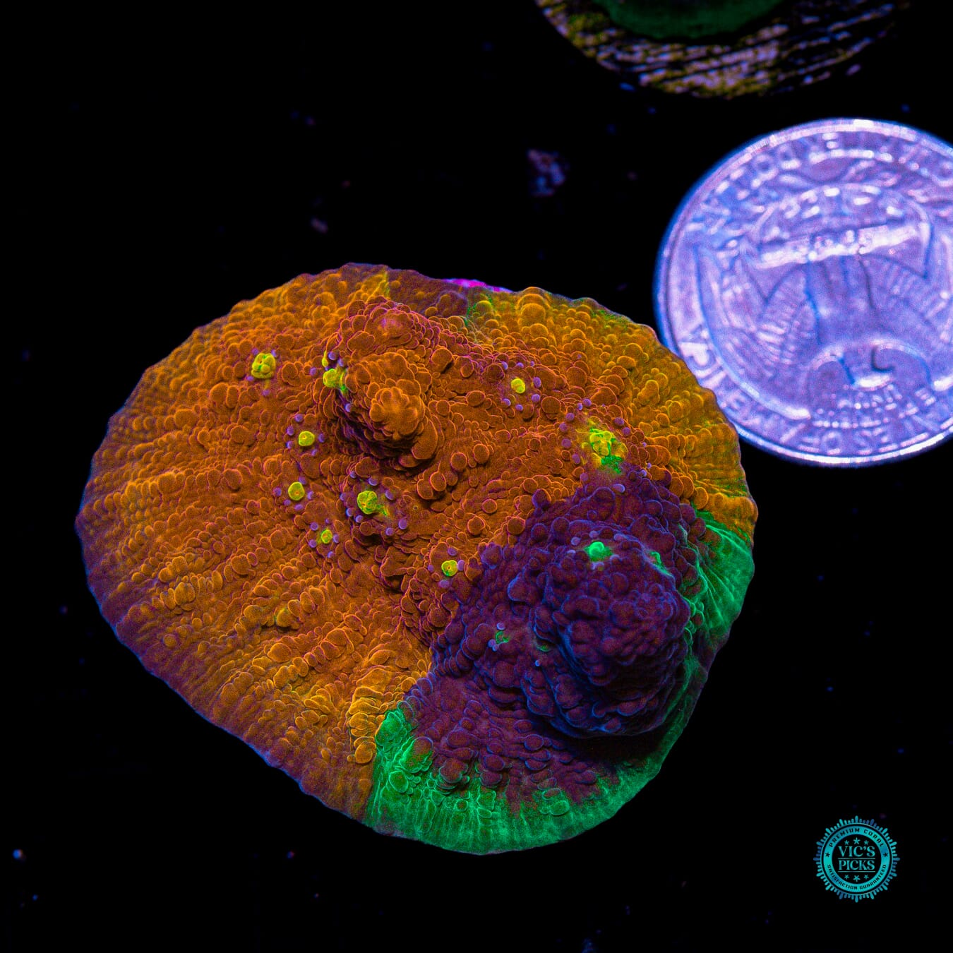 Reefco Taste of Rainbow Chalice