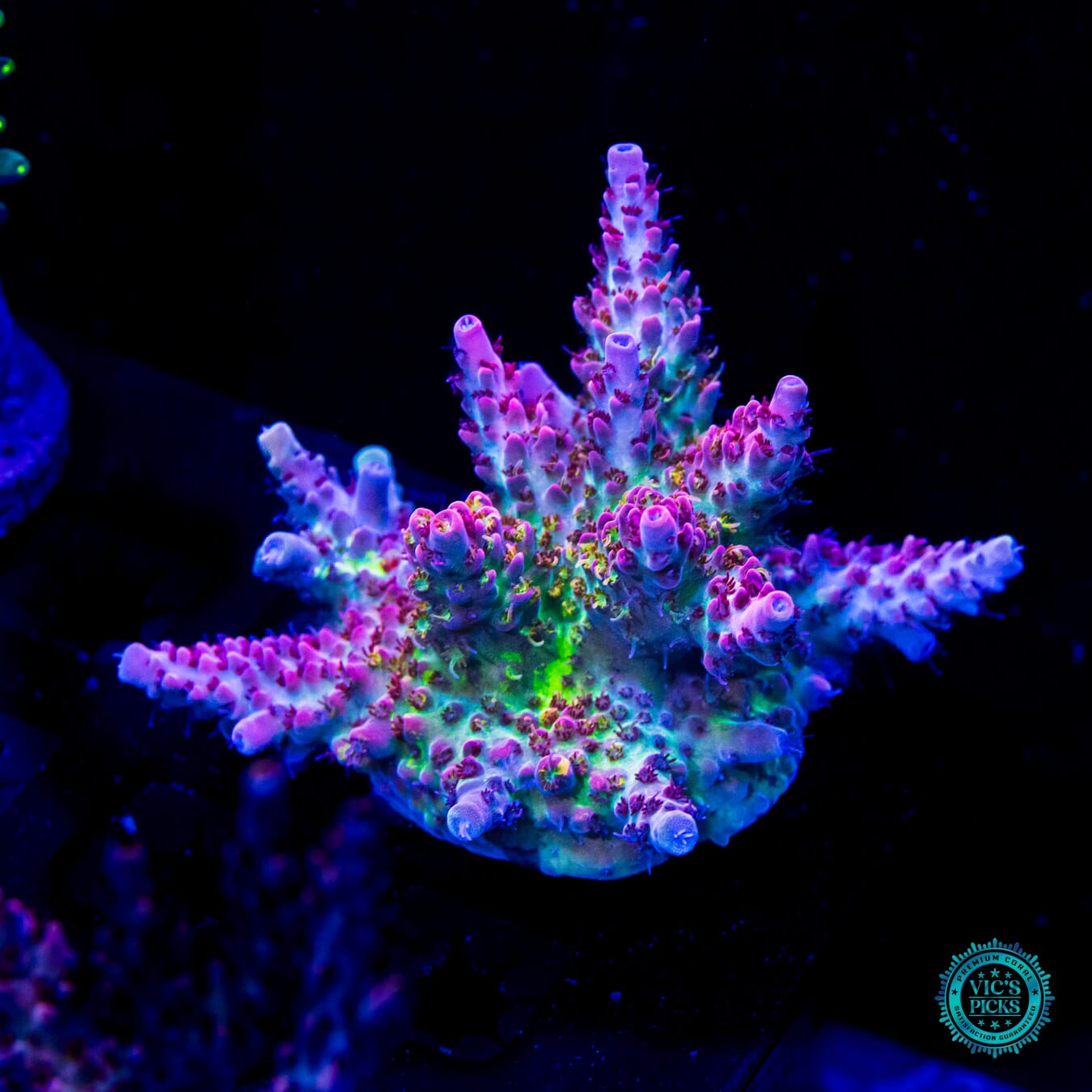 Vic's Picks: High End Corals for Sale | World Wide Corals