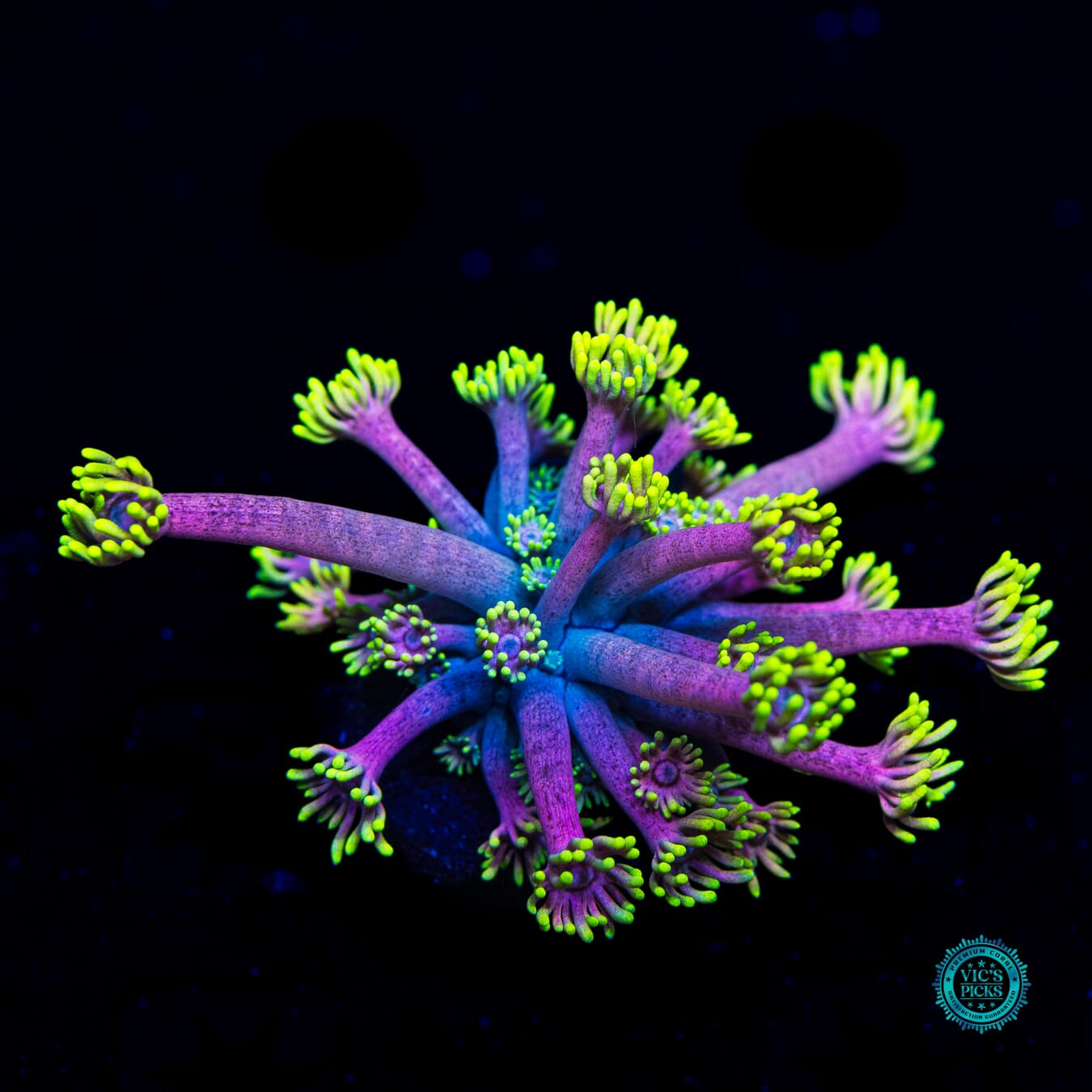 WWC Hail Hydra Goniopora - Daylight Photo