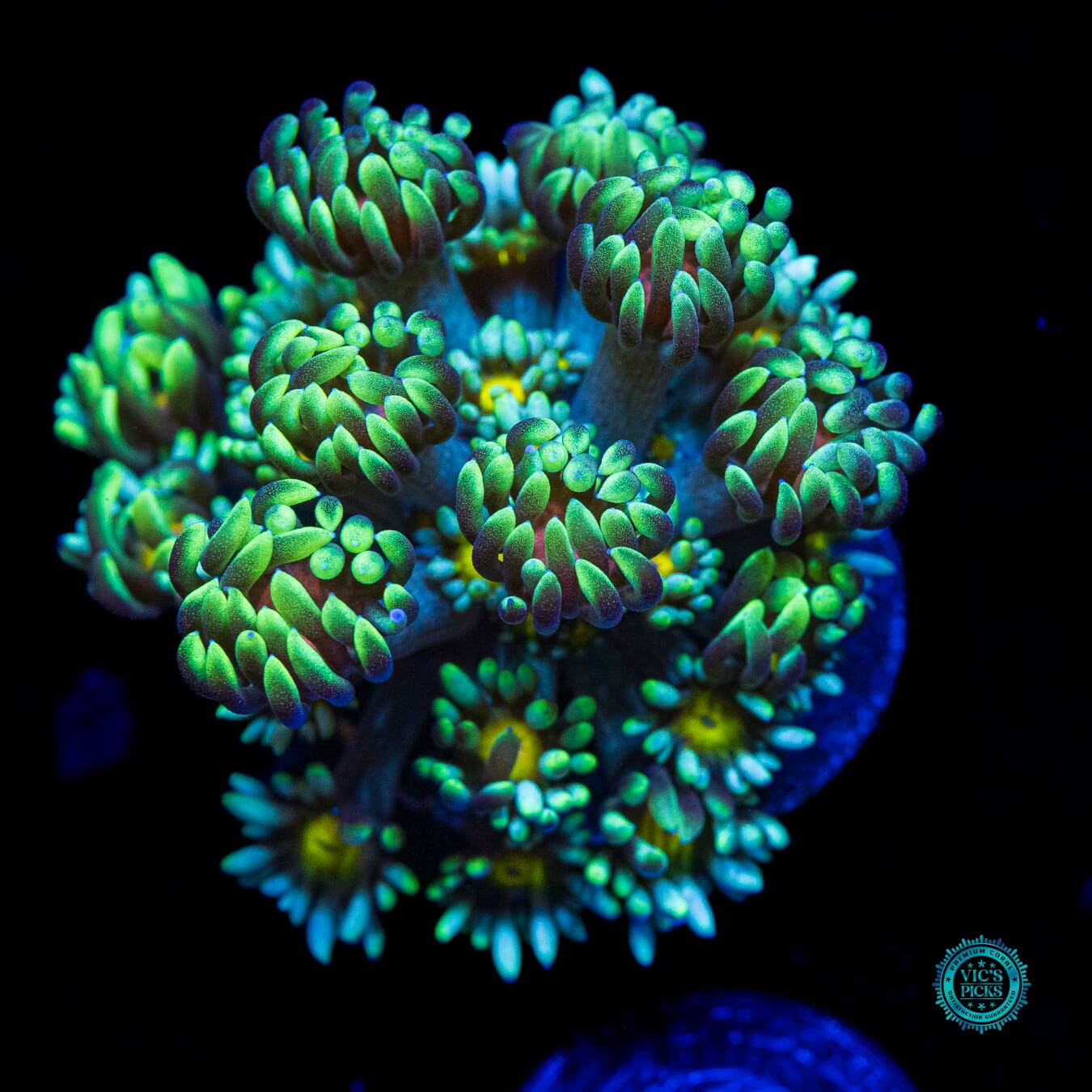 WWC Lemon Head Goniopora - Daylight Photo