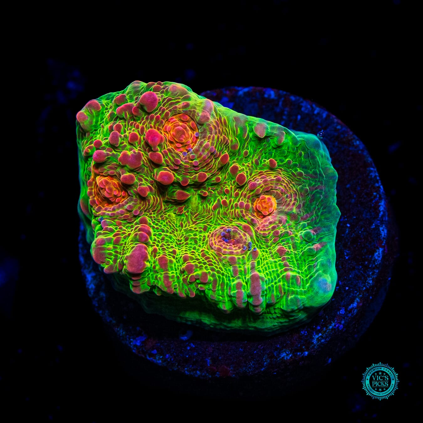 WWC Royal Flush Chalice - Daylight Photo