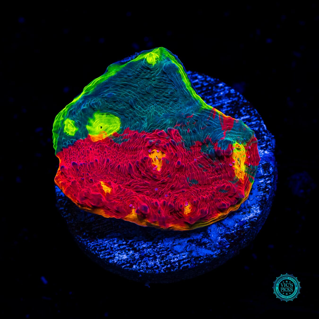 WWC Masterpiece Rainbow Chalice - Daylight Photo