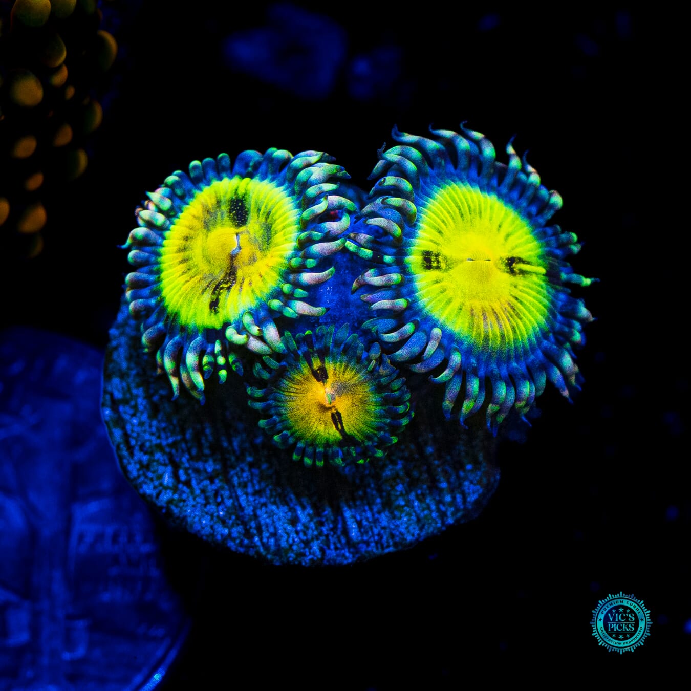 Jason Fox Butt Muncher Zoanthids - Daylight Photo