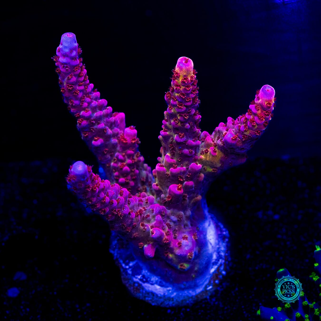 PC Rainbow Acropora - Daylight Photo