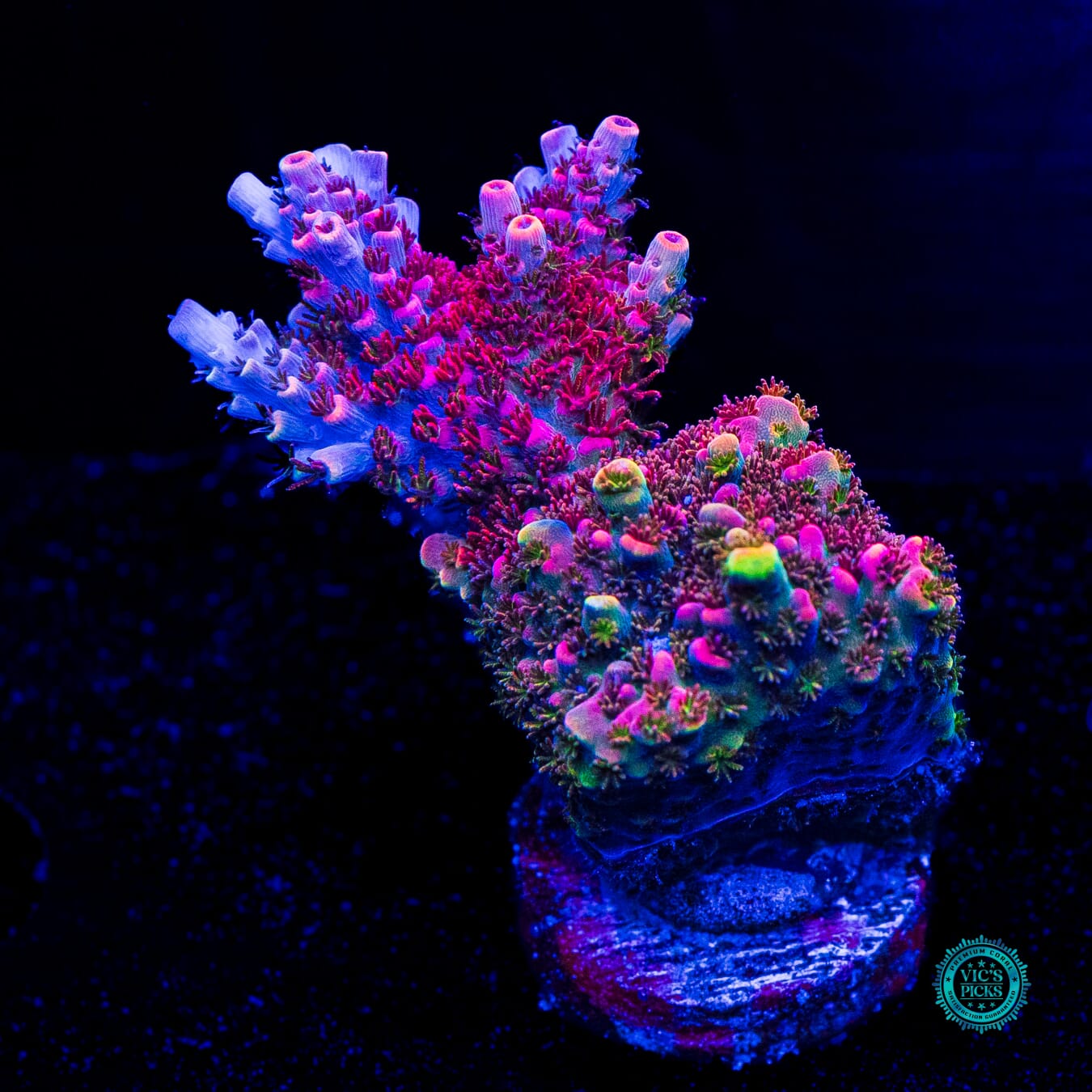 WWC Man of Steel Acropora - Daylight Photo