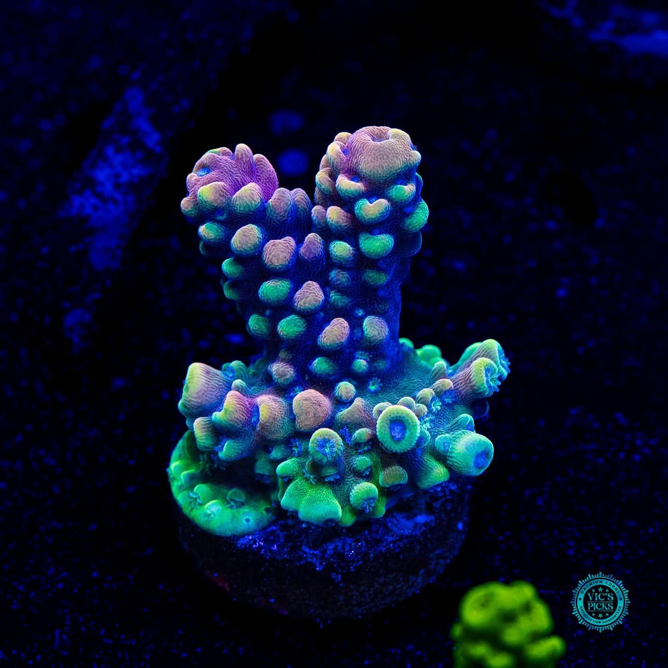 WWC Pink Dragonite Acropora - Daylight Photo