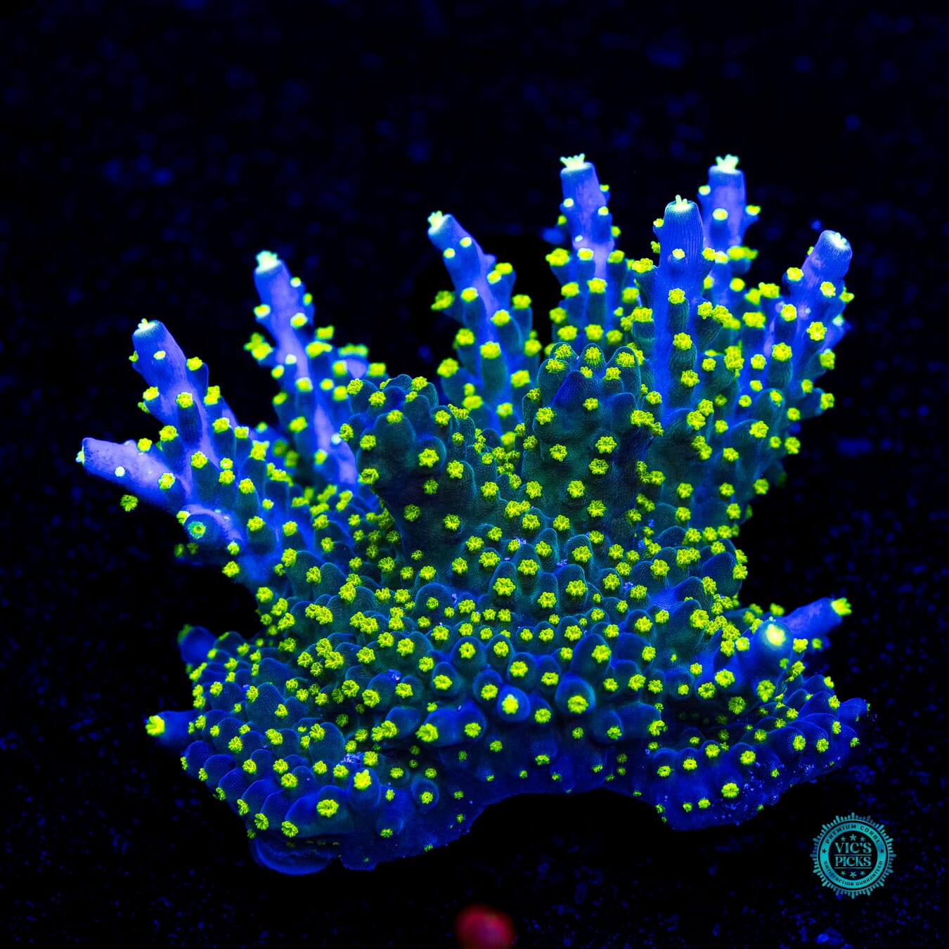 WWC Blueberry Fields Acropora - Daylight Photo