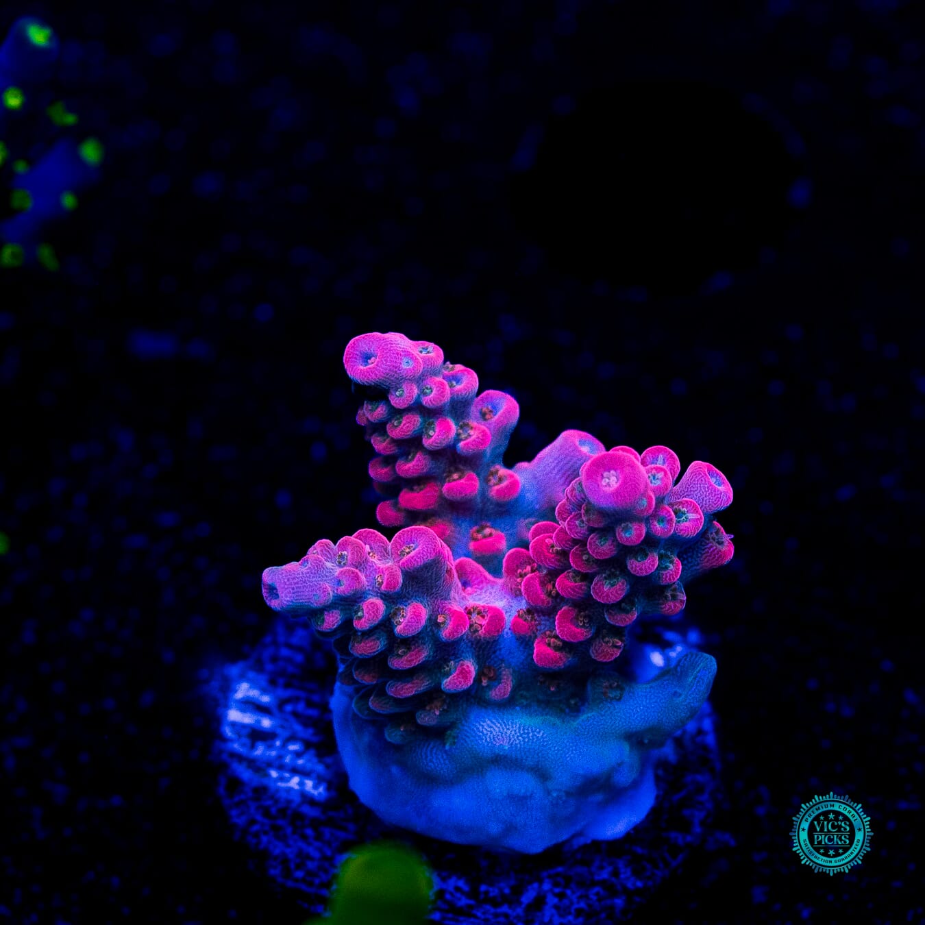 WWC Pantera Rosa Acropora - Daylight Photo
