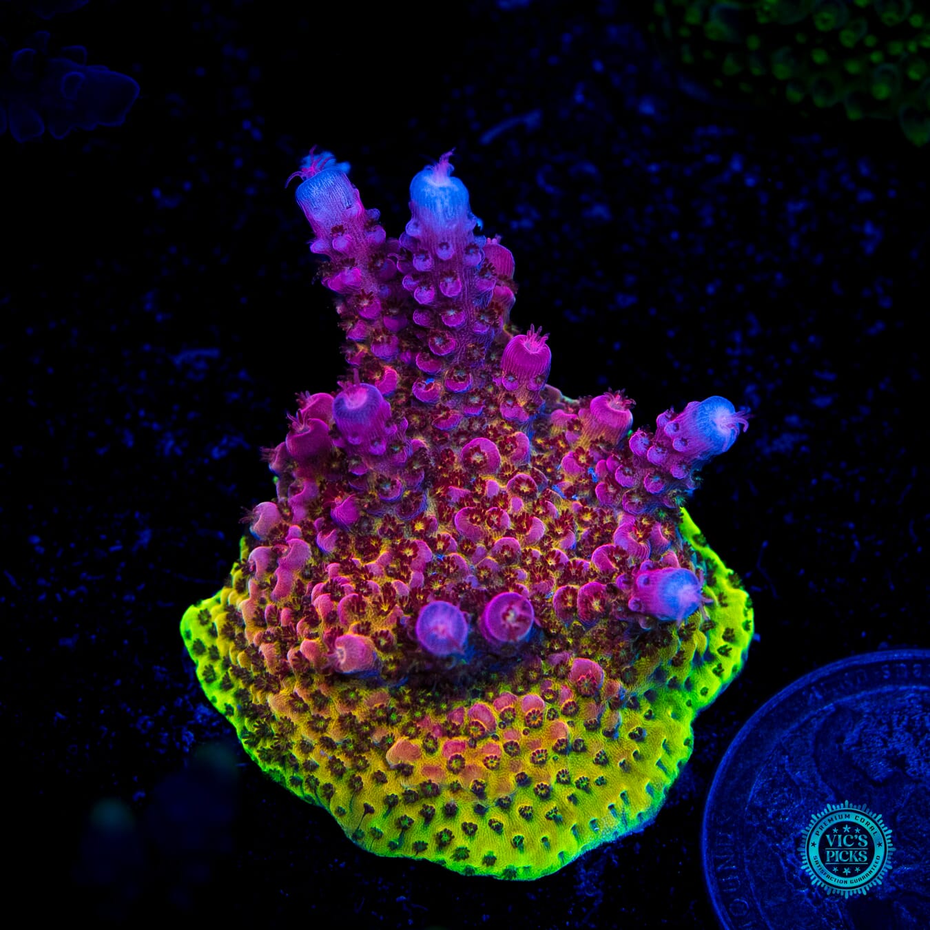 PC Rainbow Acropora - Daylight Photo