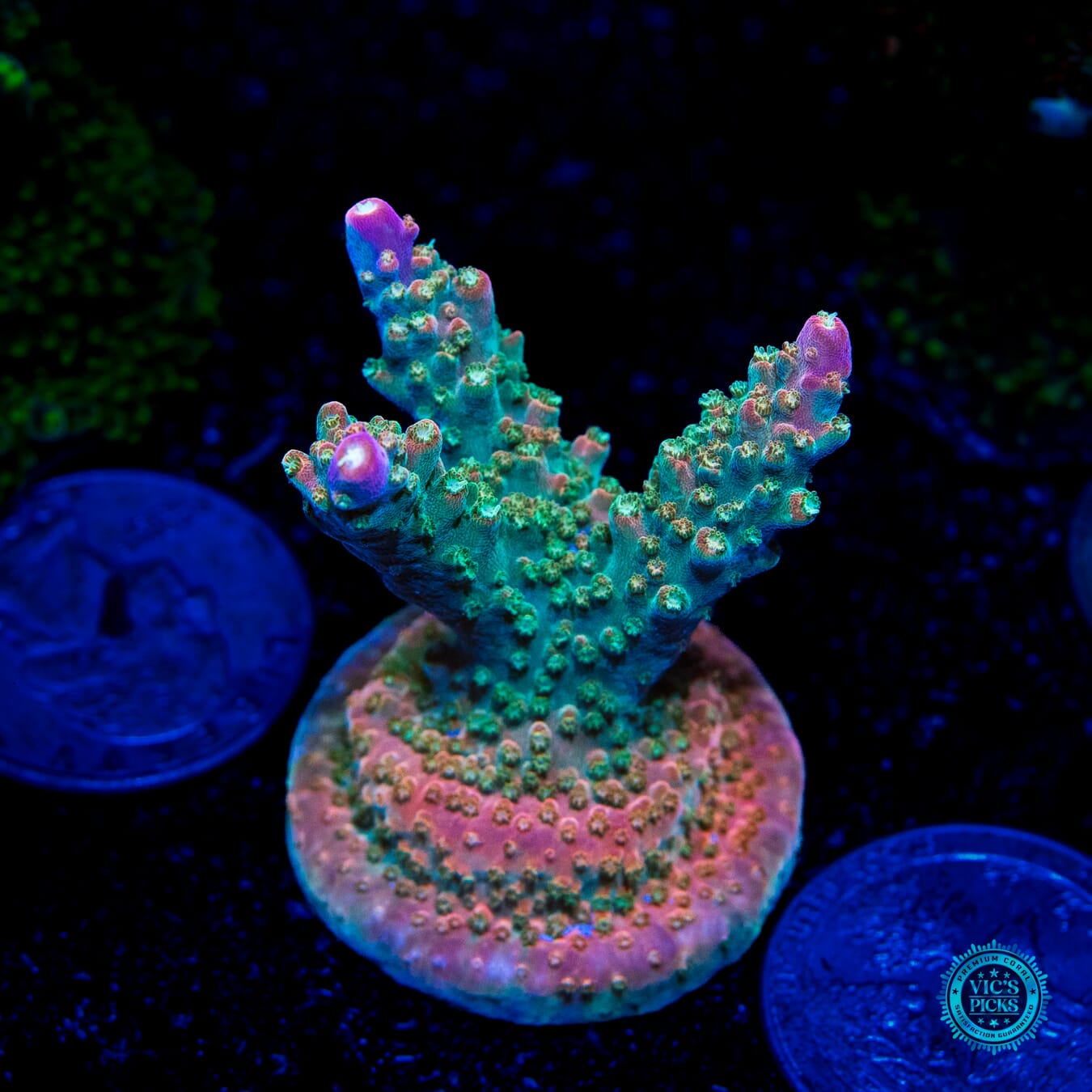 Jason Fox Shock Tart Acropora - Daylight Photo