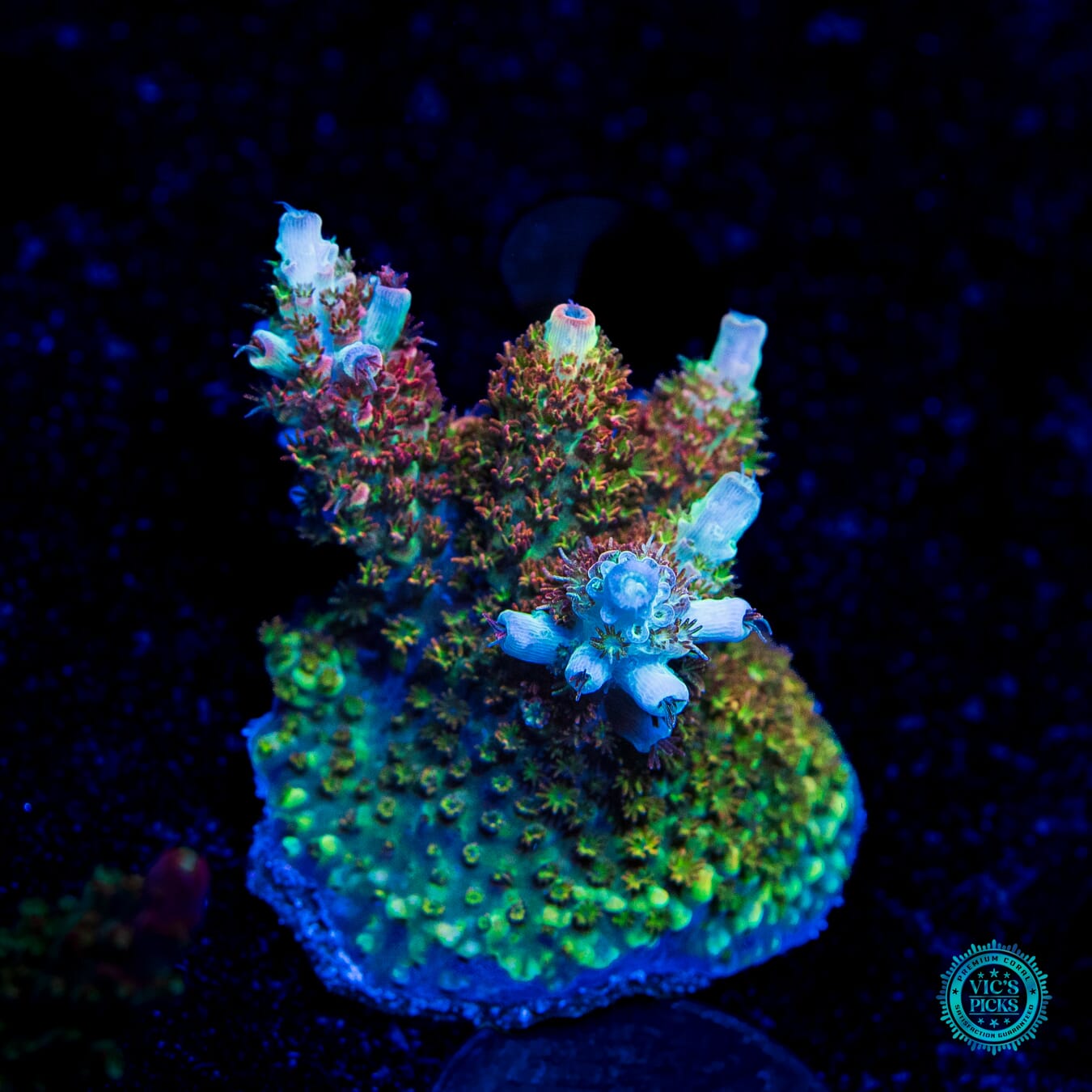 WWC Dirty Love Dreams Acropora - Daylight Photo