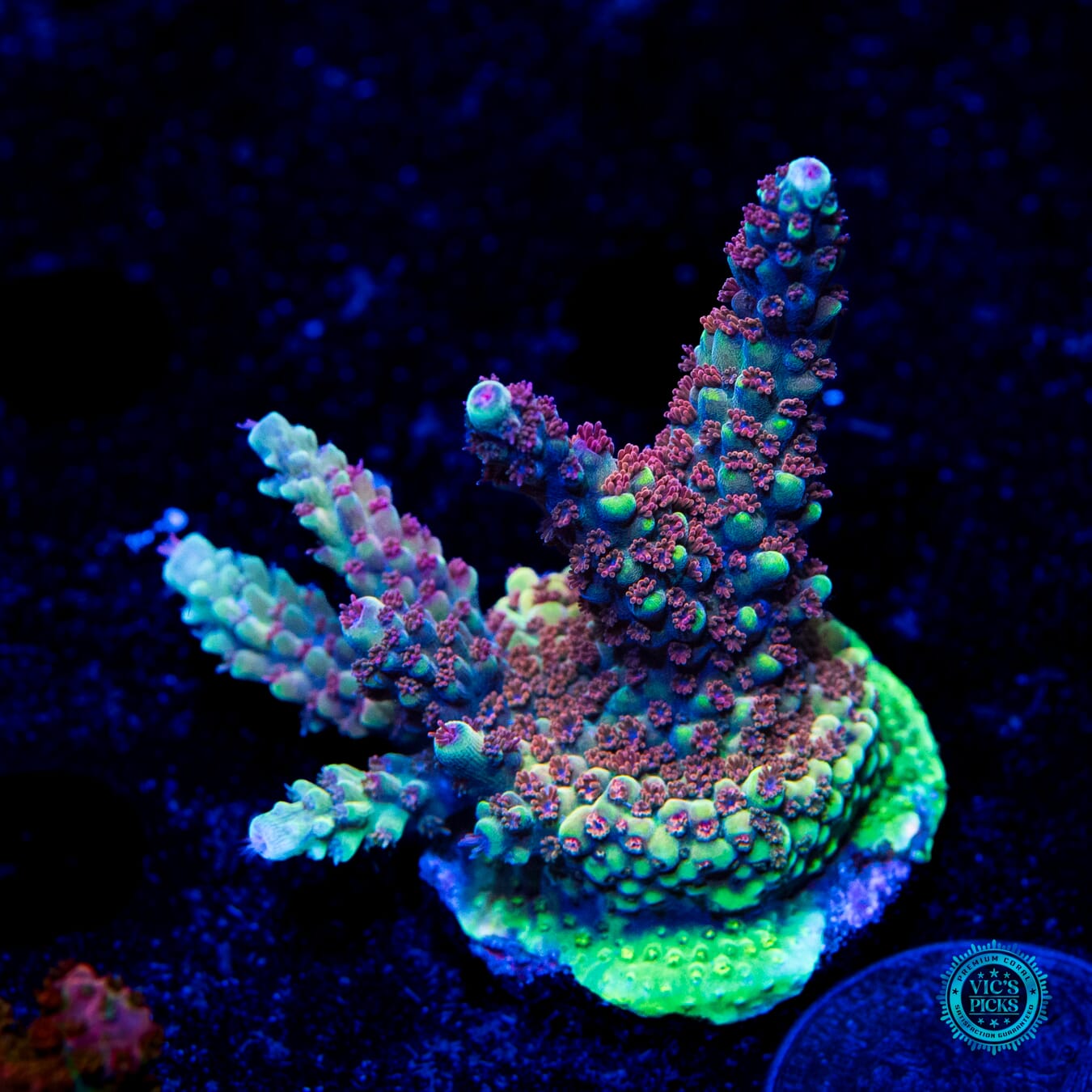 WWC Purple Dracona Acropora - Daylight Photo